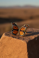 Baltic Amber Monarch Butterfly Ring 24K Gold Plated 925 Silver Adjustable
