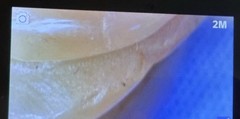 Detailed Insect Design Statement Ring 8.5 Size 17.76g Ivory/ Beige Color