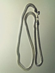 22″ Silver 6 mm Herringbone Flat Snake Chain, uni-sex