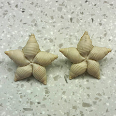 Beige Star Shell Stud Earrings Pair Butterfly Back Lobe Beach Sea Life