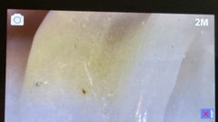 Detailed Insect Design Statement Ring 8.5 Size 17.76g Ivory/ Beige Color